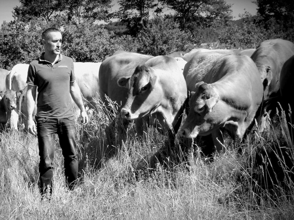 Pascal Rouy avec ses bovins